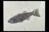 Fossil Fish (Mioplosus) - Uncommon Species - Inch Layer #138606-1